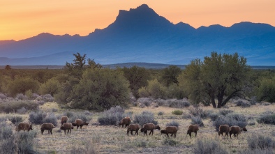 carson springs wildlife conservation foundation